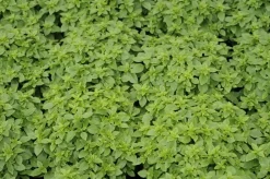 Origanum vulgare (Wilde marjolein)