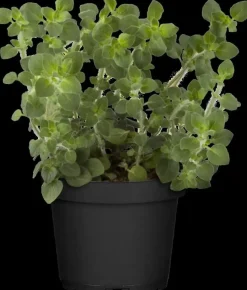 Origanum vulgare (Wilde marjolein)