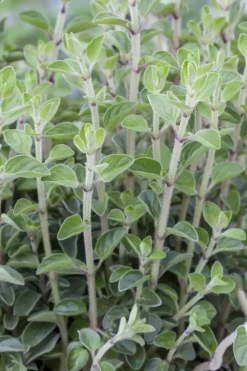 Origanum vulgare (Wilde marjolein)