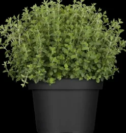 Origanum vulgare (Wilde marjolein)