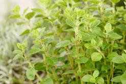 Origanum vulgare (Wilde marjolein)