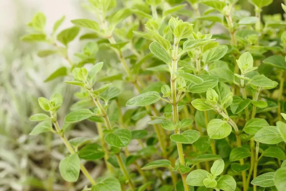 Origanum vulgare (Wilde marjolein)