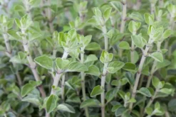 Origanum vulgare (Wilde marjolein)