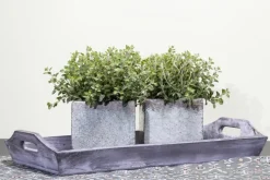 Origanum vulgare (Wilde marjolein)