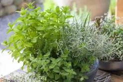 Origanum vulgare (Wilde marjolein)