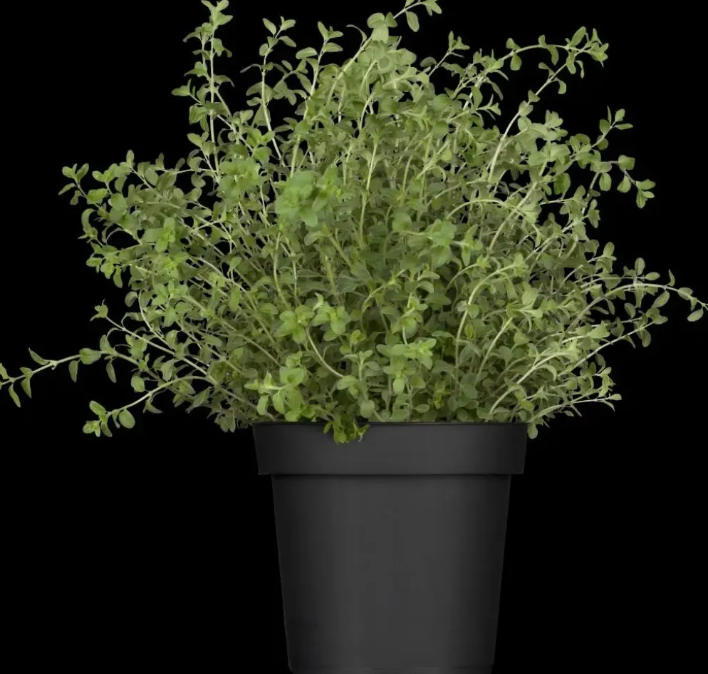 Origanum vulgare (Wilde marjolein)