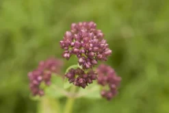 Origanum vulgare (Wilde marjolein)