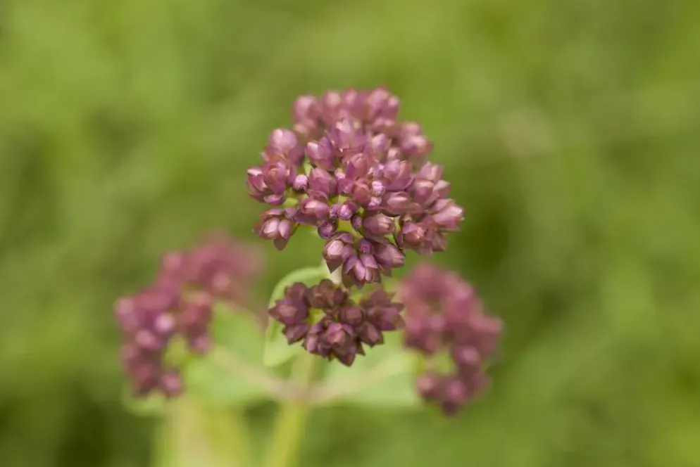 Origanum vulgare (Wilde marjolein)