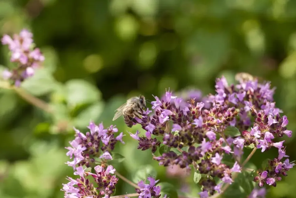 Origanum vulgare (Wilde marjolein)