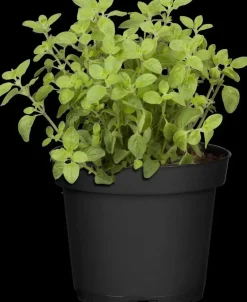 Origanum vulgare (Wilde marjolein)