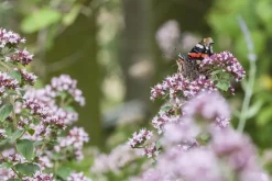 Origanum vulgare (Wilde marjolein)