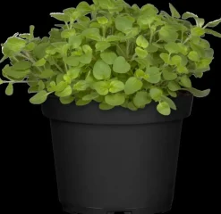 Origanum vulgare (Wilde marjolein)