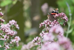 Origanum vulgare (Wilde marjolein)