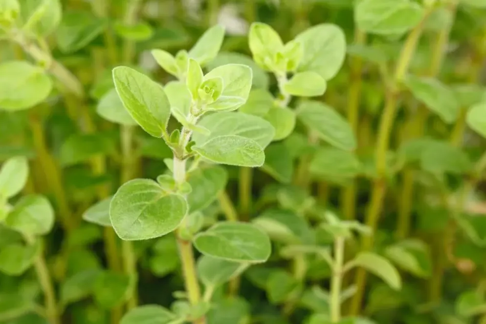 Origanum vulgare (Wilde marjolein)