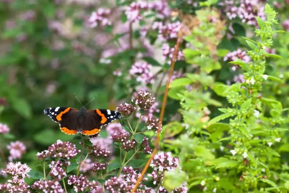 Origanum vulgare (Wilde marjolein)