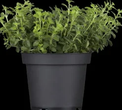 Origanum vulgare (Wilde marjolein)