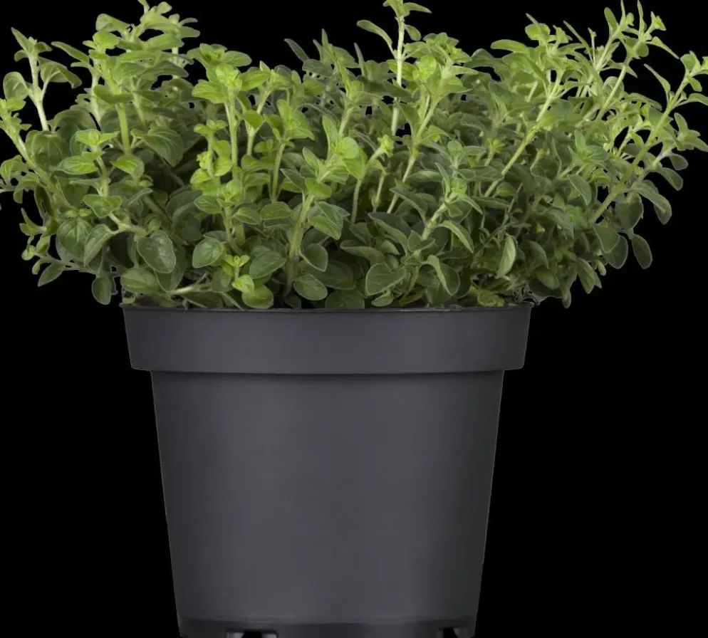 Origanum vulgare (Wilde marjolein)