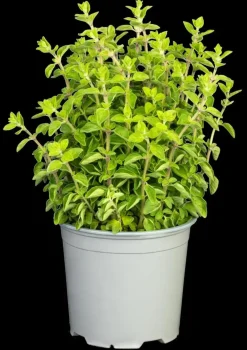 Origanum vulgare (Wilde marjolein)