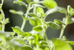 Origanum vulgare (Wilde marjolein)