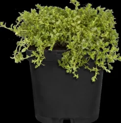 Origanum vulgare (Wilde marjolein)