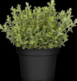 Origanum vulgare (Wilde marjolein)
