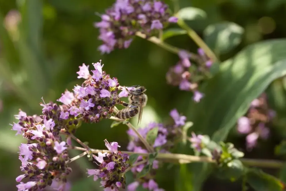 Origanum vulgare (Wilde marjolein)