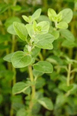 Origanum vulgare (Wilde marjolein)
