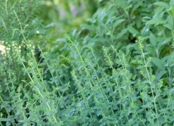 Origanum vulgare (Wilde marjolein)