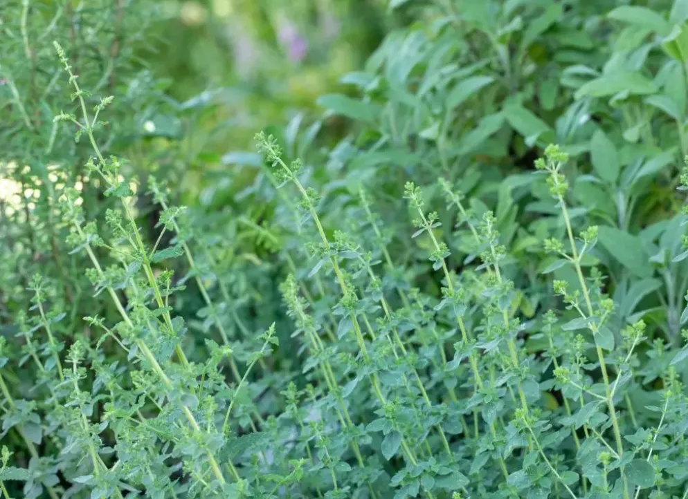 Origanum vulgare (Wilde marjolein)