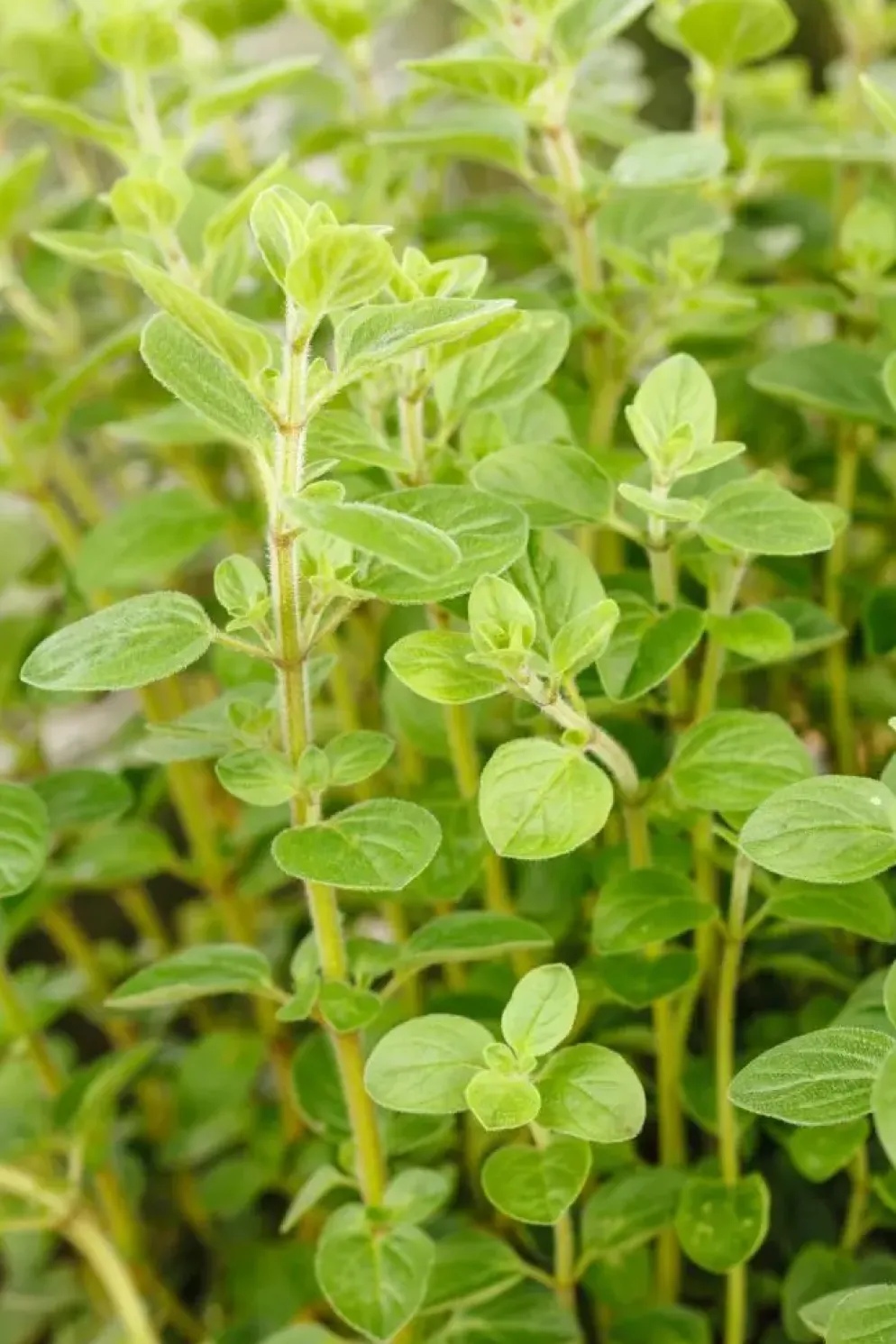 Origanum vulgare (Wilde marjolein)