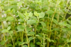Origanum vulgare (Wilde marjolein)