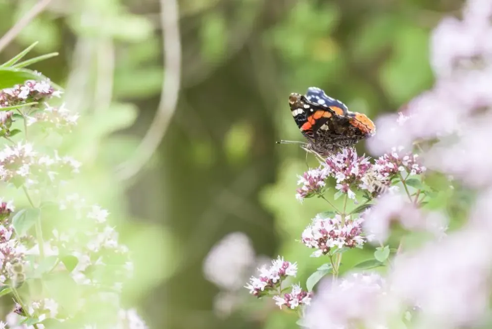 Origanum vulgare (Wilde marjolein)
