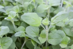 Origanum vulgare (Wilde marjolein)