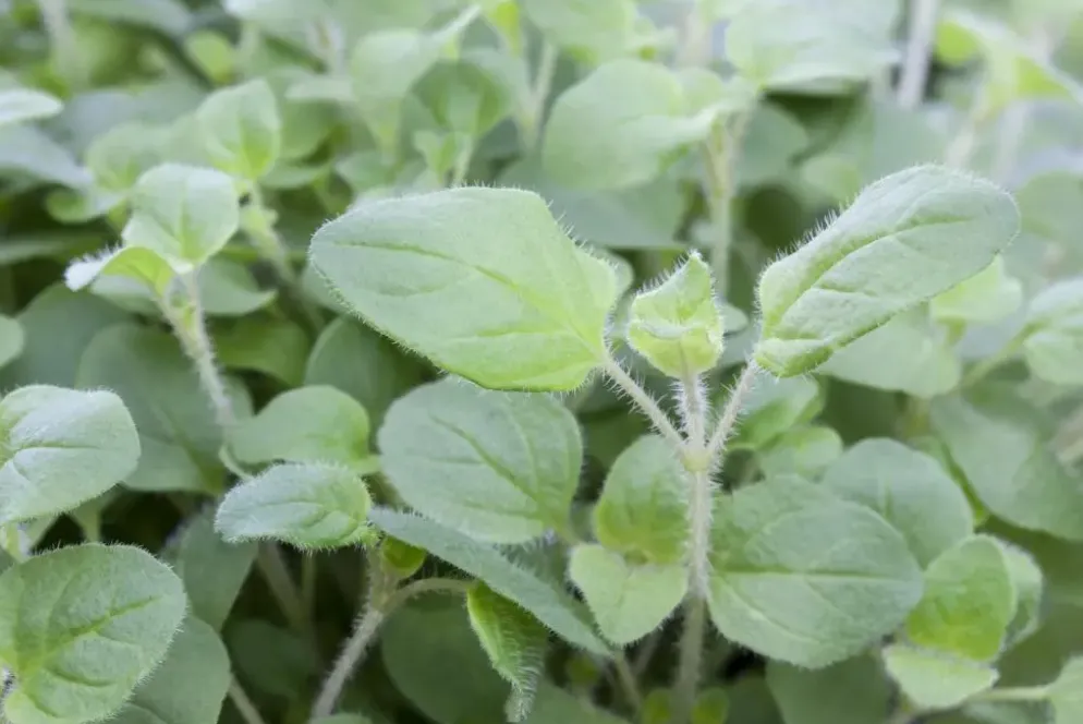 Origanum vulgare (Wilde marjolein)