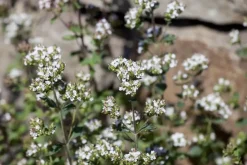 Origanum vulgare (Wilde marjolein)