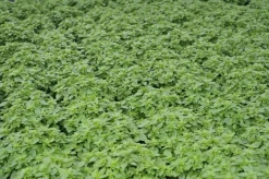 Origanum vulgare (Wilde marjolein)