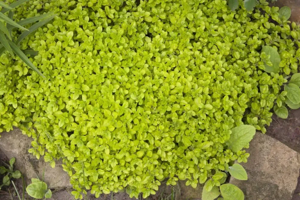 Origanum vulgare (Wilde marjolein)
