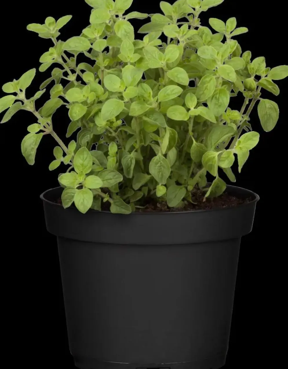 Origanum vulgare (Wilde marjolein)