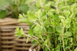 Origanum vulgare (Wilde marjolein)