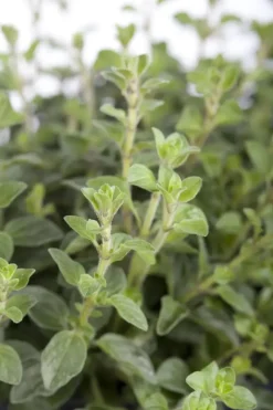 Origanum vulgare (Wilde marjolein)