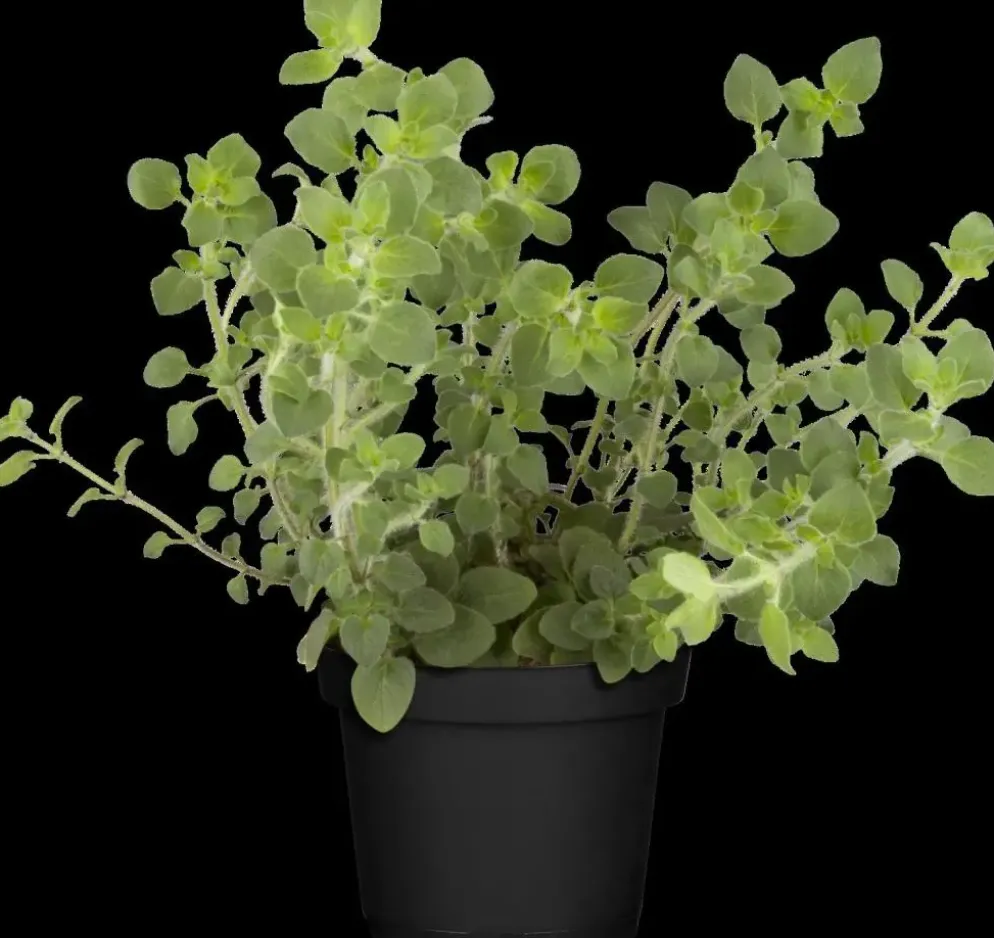 Origanum vulgare (Wilde marjolein)