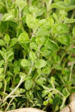 Origanum vulgare (Wilde marjolein)