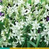 Ornithogalum nutans 15 stuks