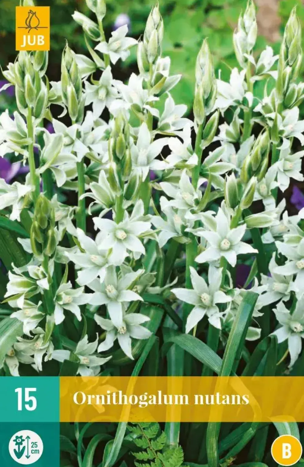 Ornithogalum nutans 15 stuks