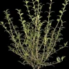 Osmanthus burkwoodii (Schijnhulst)