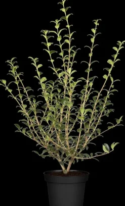 Osmanthus burkwoodii (Schijnhulst)