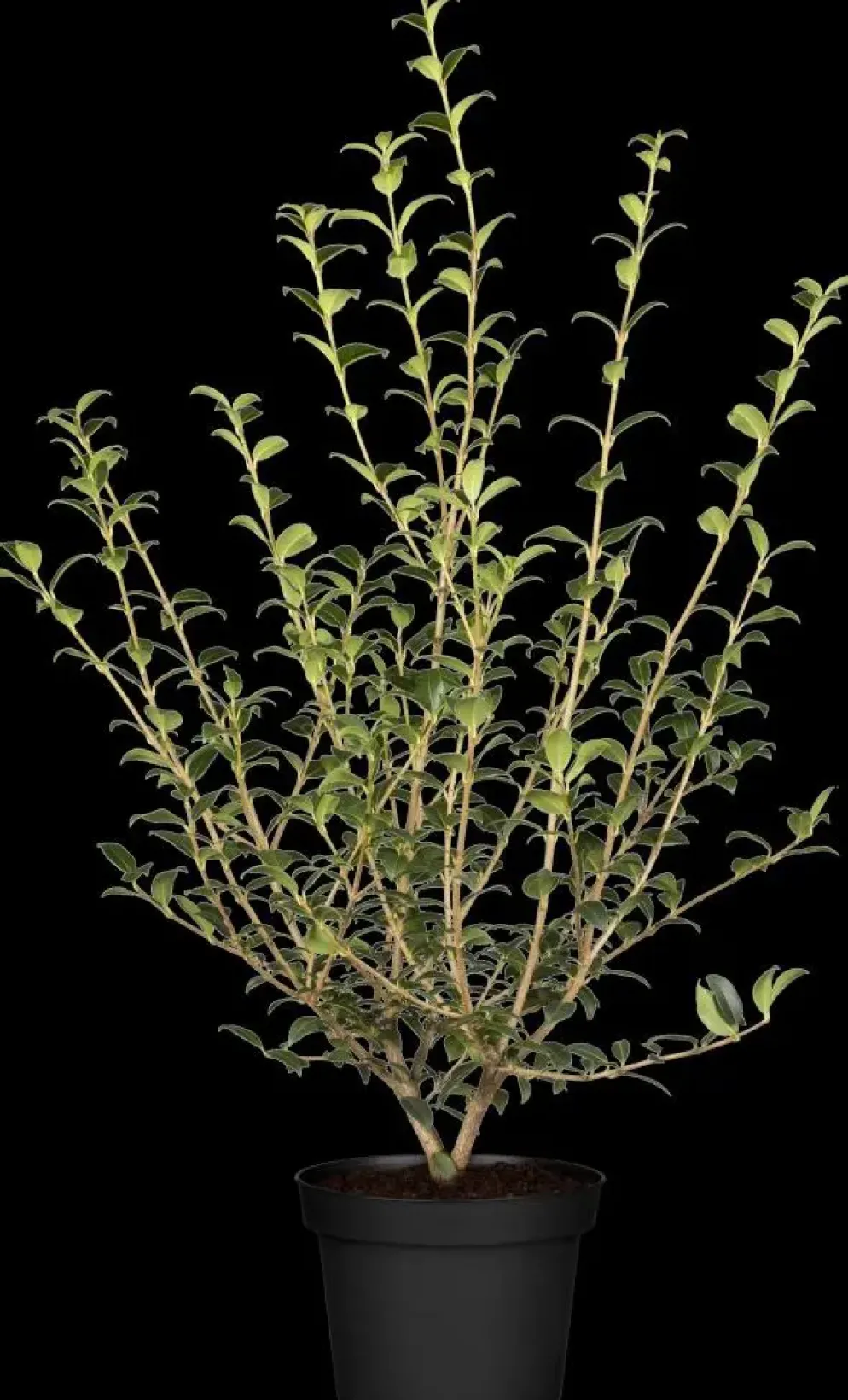 Osmanthus burkwoodii (Schijnhulst)