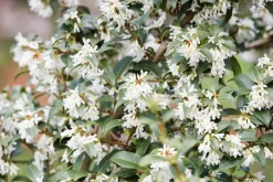 Osmanthus burkwoodii (Schijnhulst)