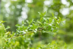Osmanthus burkwoodii (Schijnhulst)