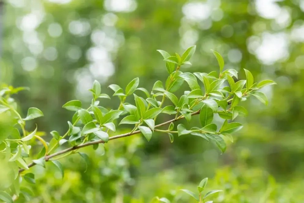 Osmanthus burkwoodii (Schijnhulst)